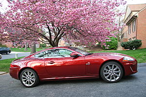 April showers bring May flowers??-jag-cherry-blossoms.jpg