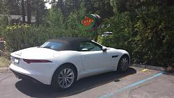 A Big Black Cat was spotted in the wilderness...-white-f-type.jpg