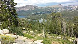 A Big Black Cat was spotted in the wilderness...-resized-panorama.jpg