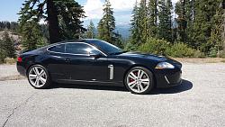 A Big Black Cat was spotted in the wilderness...-resized-xkr.jpg