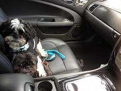 Best Buddy as Co-pilot-005.jpg
