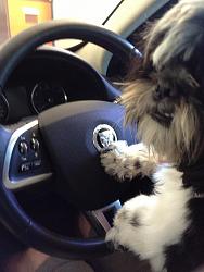 Best Buddy as Co-pilot-004.jpg