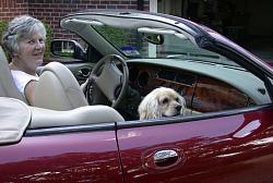 Post up your favourite photo of your own car-wifes-jag-pooch.jpg