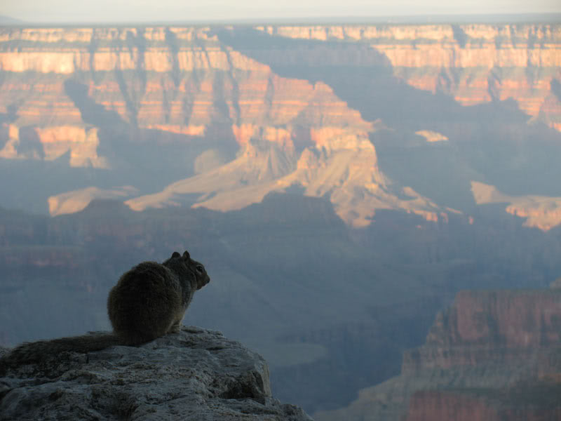 Name:  Squirrell.jpg
Views: 132
Size:  44.2 KB