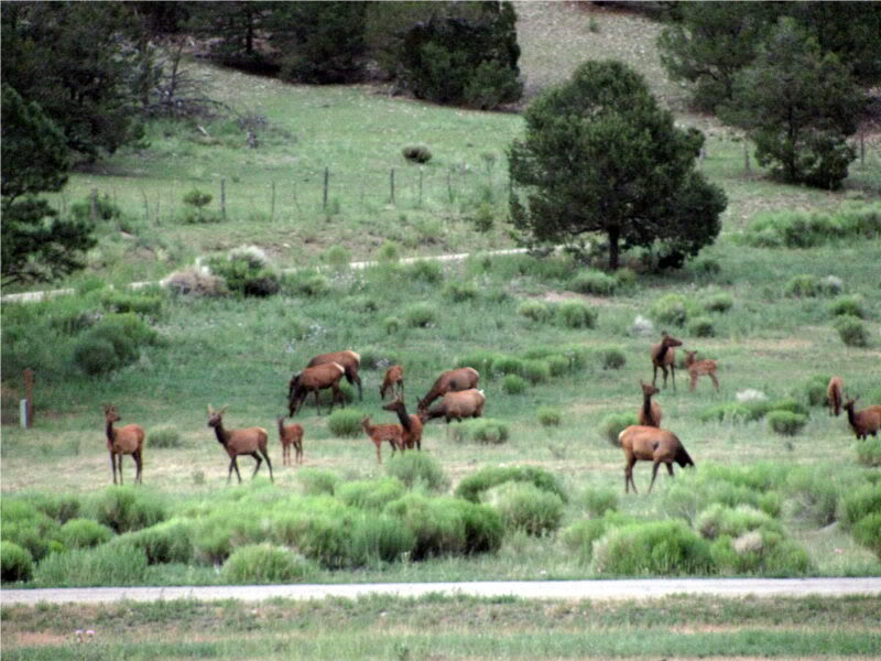 Name:  Elk.jpg
Views: 113
Size:  97.2 KB