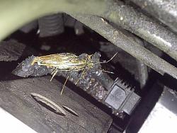 ABS Code B1676 Battery Voltage out of range-tabernacle-20120210-01258.jpg