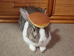Showing My Age-pancake_bunny.jpg