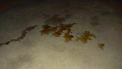 Oil leaking while car sat.-imag0708.jpg