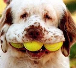 get more rear seat legroom-clumber_spaniel.jpg