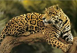 Jaguar colours, who dares.-jaguar-general.png