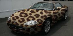 Jaguar colours, who dares.-2817wk6.jpg