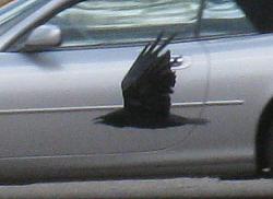 Nice long trip with no issues-jag-bird-zoom.jpg