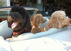 You can put 3 in the back seat-img_0416.jpg