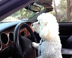 You can put 3 in the back seat-datru-136558-albums-misc-jag-photos-7364-picture-little-dog-drives-big-cat-18874.jpg