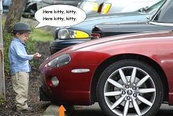 Wow us with your XK8/R photos-kitty.jpg
