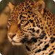 domino3_3's Avatar