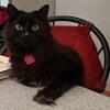 fritzthecat's Avatar