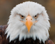 Eagle Eye's Avatar