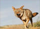 xjrcoyote's Avatar
