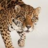 Jaguar_XK's Avatar