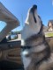 dacookster's Avatar
