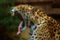 Jaguilar's Avatar