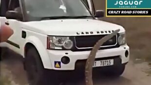 I Have Had it with this #$!@% Snake On this #$!@% Land Rover!!!