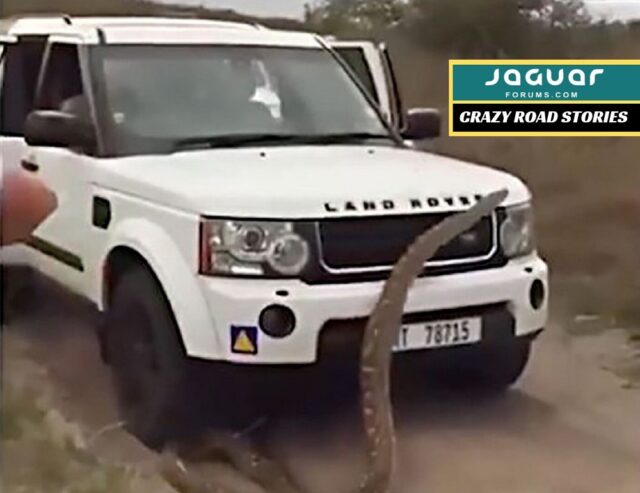 I Have Had it with this #$!@% Snake On this #$!@% Land Rover!!!